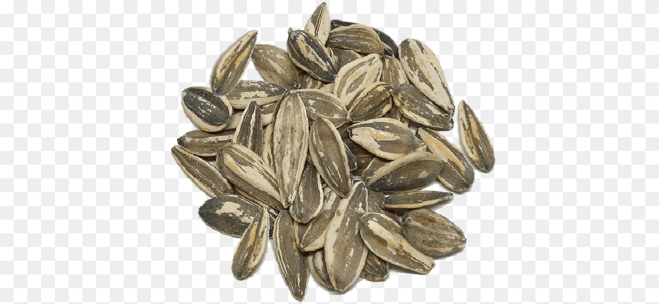 Sunflower Seed, Animal, Food, Grain, Insect Free Png Download
