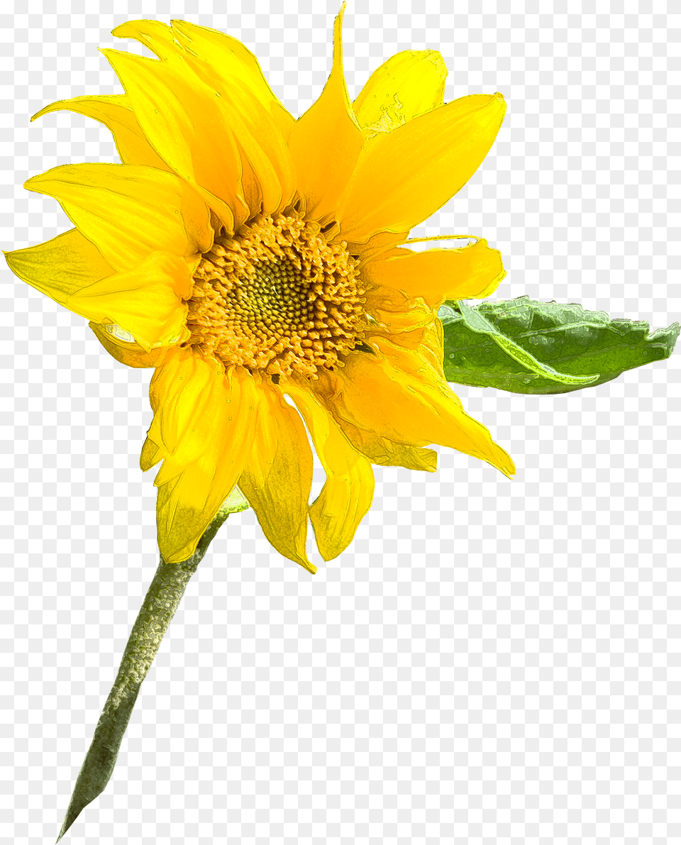 Sunflower Seed Annual Plant Sunflower M Sunflowers Common Sunflower, Flower Png Image