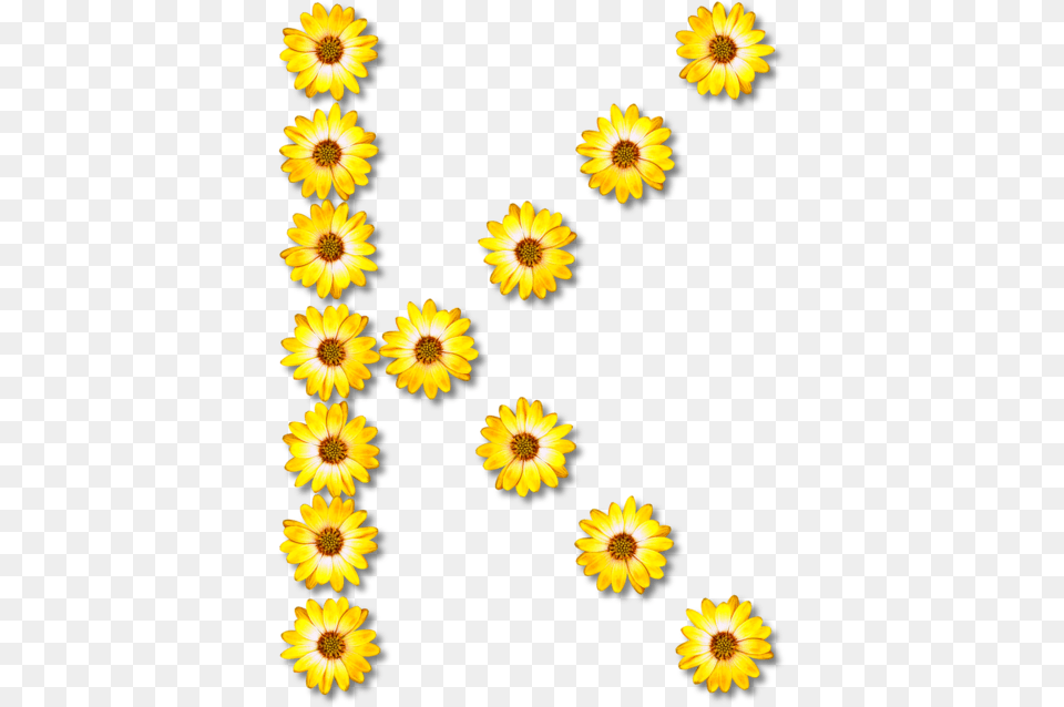 Sunflower Seed Chrysanths Plant Sunflower Letter Y, Daisy, Flower, Petal, Pollen Free Png