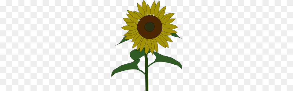 Sunflower Seed Clip Art, Flower, Plant Png Image