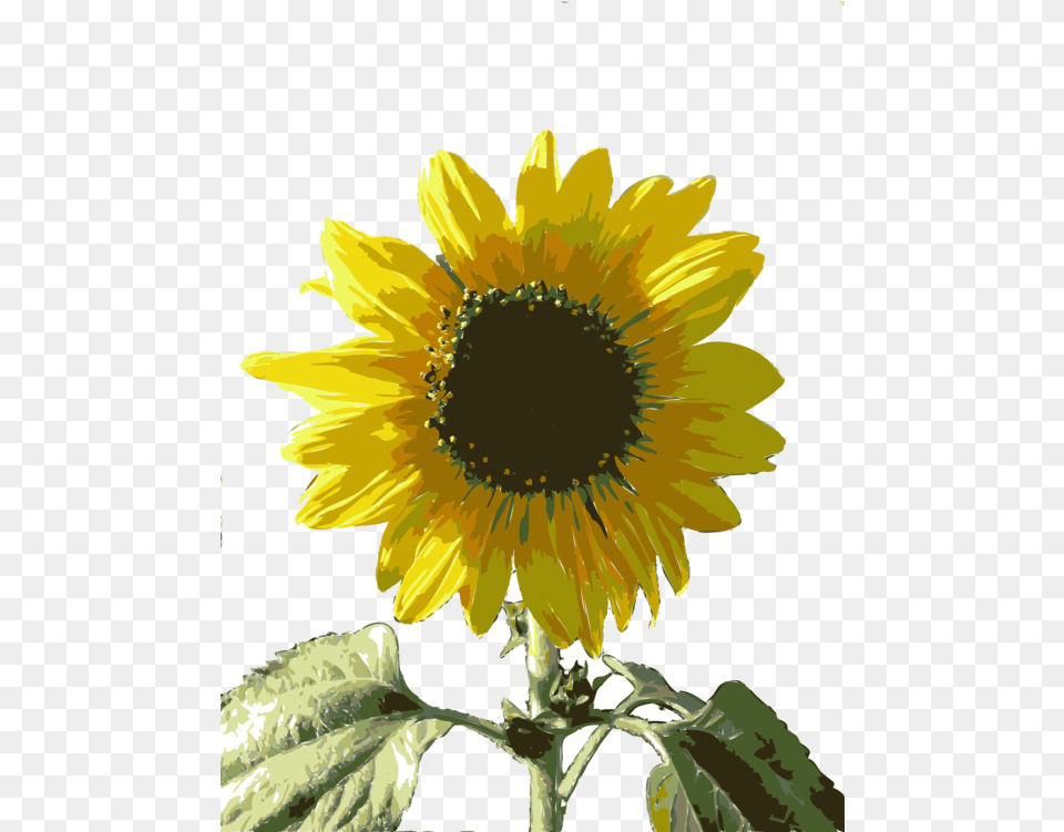 Sunflower Seed Plant Flower Clipart Girasol Free Png