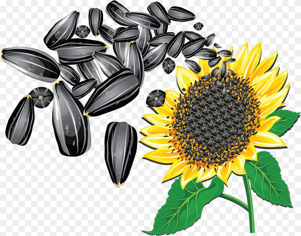 Sunflower Seed Transparent Transparent Background Sunflower Seed Clipart, Flower, Plant Png Image