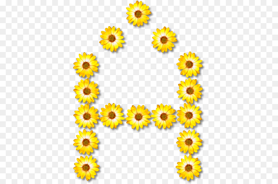 Sunflower Seedchrysanthsplant Sunflower Number, Daisy, Flower, Petal, Plant Png Image
