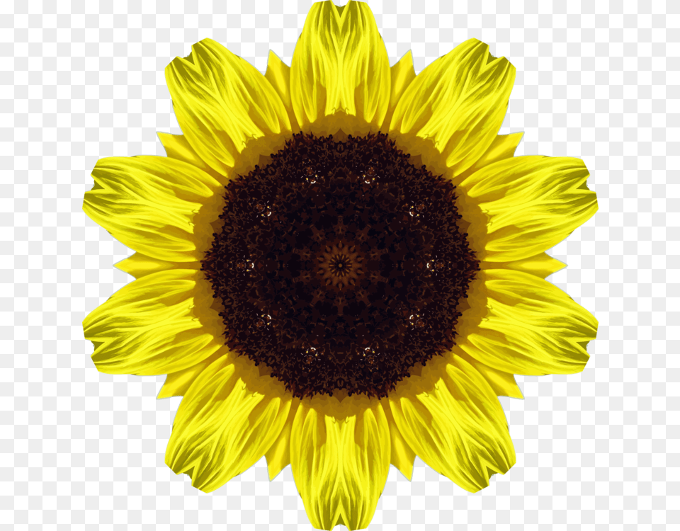 Sunflower Seedflowersymmetry Imagenes De Girasoles, Flower, Plant Free Transparent Png