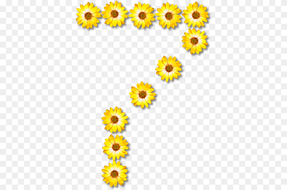 Sunflower Seedplantflower Common Sunflower Transparent, Daisy, Flower, Petal, Plant Png Image