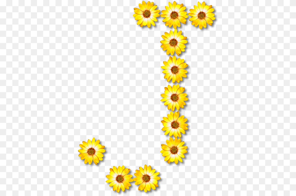 Sunflower Seedplantflower Flower Alphabet, Daisy, Petal, Plant, Chandelier Png Image