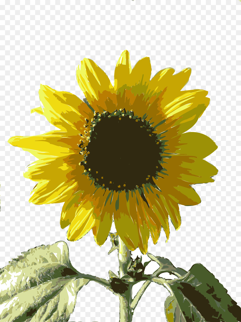 Sunflower Seedplantflower Girasol, Flower, Plant Free Png Download
