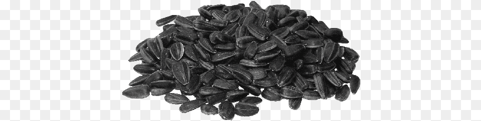 Sunflower Seeds, Food, Animal, Insect, Invertebrate Free Png Download