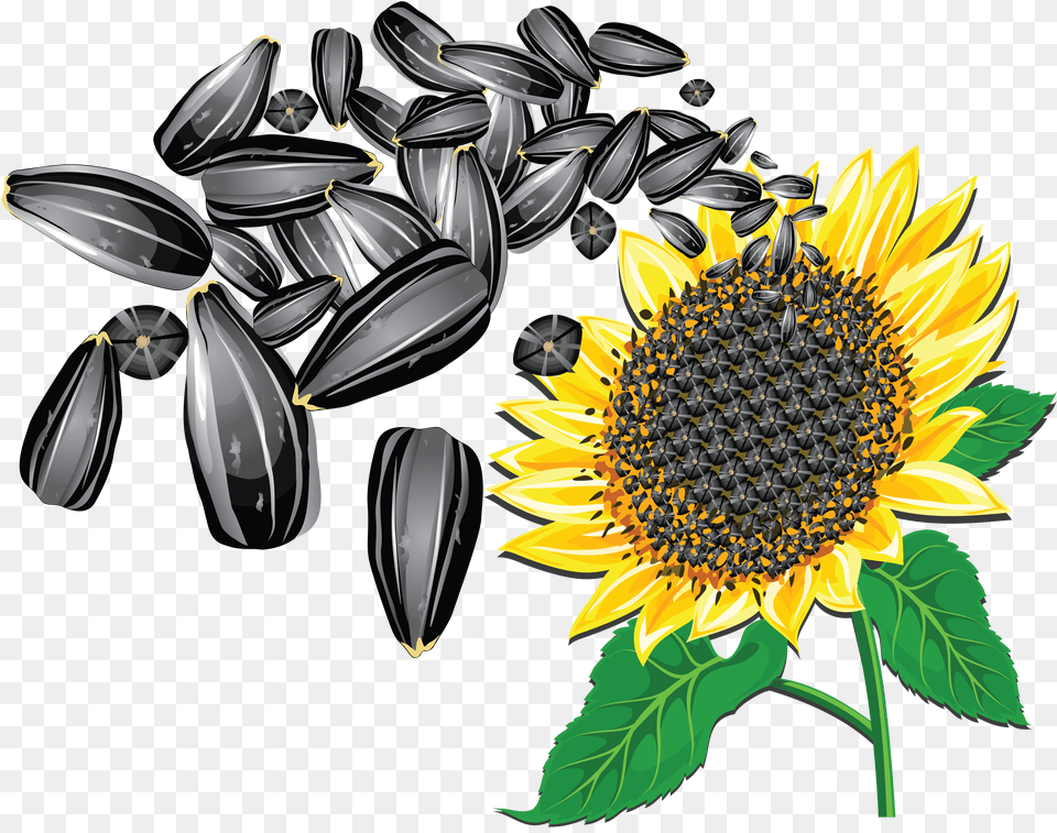 Sunflower Seeds Png Image