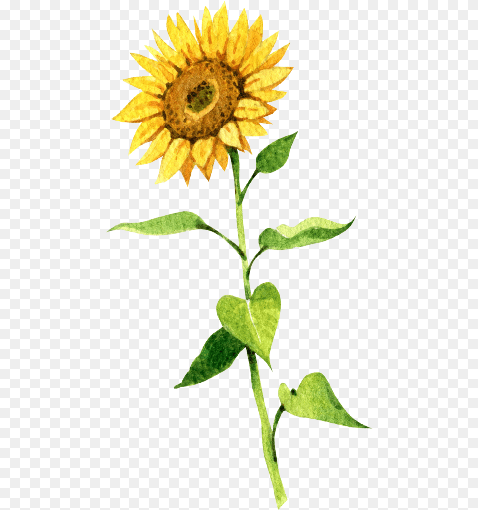 Sunflower Seeds U2013 88 Acres Sun Flower, Plant, Leaf Png Image