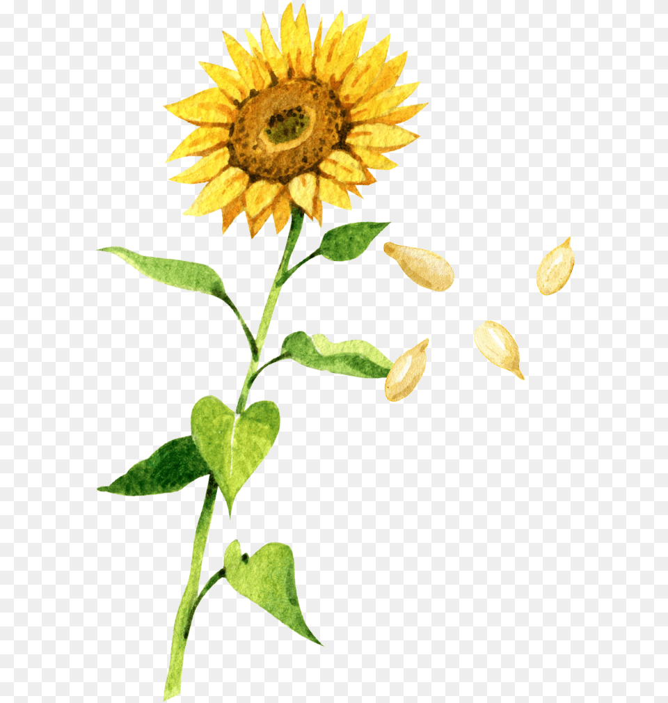 Sunflower Seeds U2013 88 Acres Sunflower Drawing, Flower, Plant, Petal, Leaf Free Transparent Png