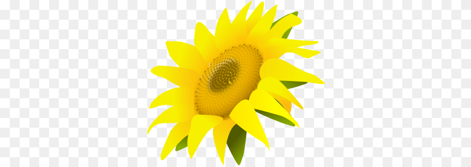 Sunflower Side View Sunflower Transparent, Flower, Plant, Animal, Bird Png Image