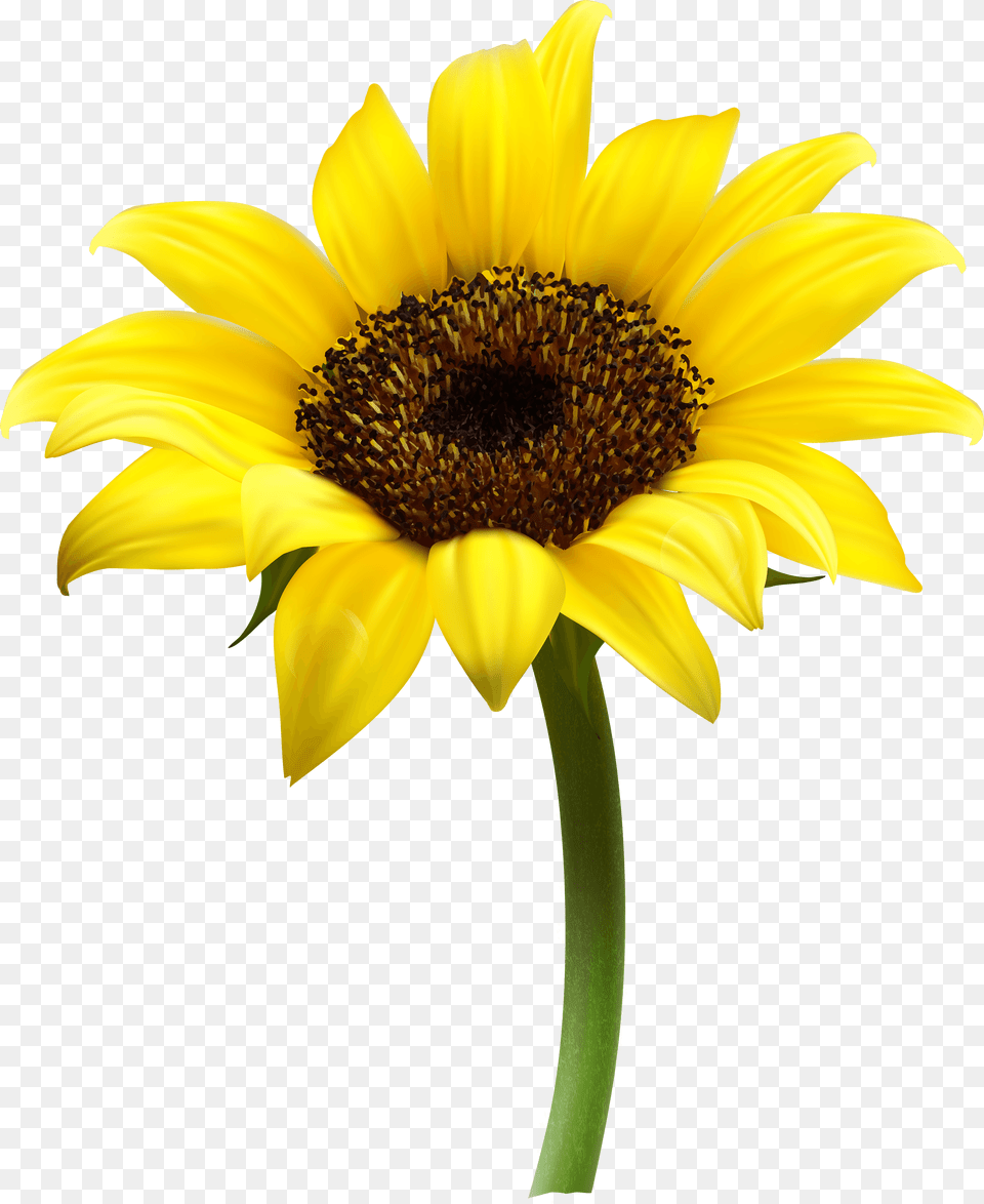 Sunflower Single, Flower, Plant, Daisy Png Image