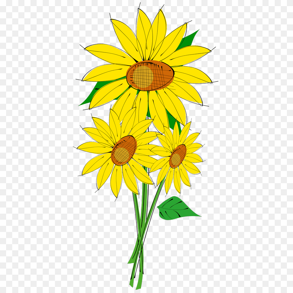 Sunflower Single U0026 Clipart Download Ywd Sunflower Clip Art, Daisy, Flower, Plant Free Transparent Png