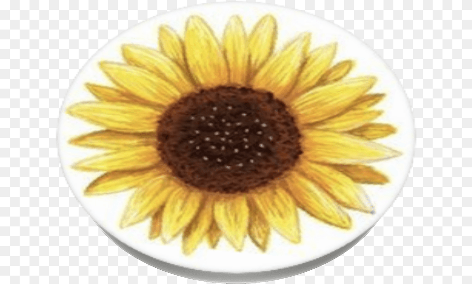 Sunflower Sticker, Flower, Plant, Plate, Petal Png