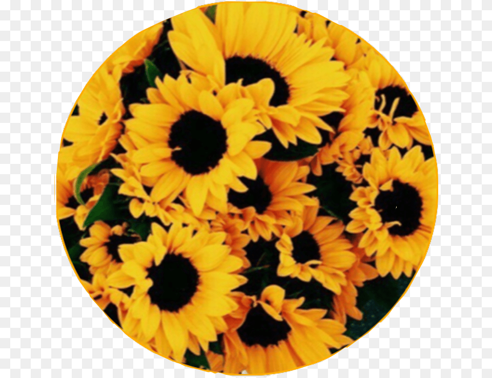 Sunflower Sticker By Tom Holland Enthusiast Aesthetic Sunflower Patch, Flower, Petal, Plant, Daisy Png Image