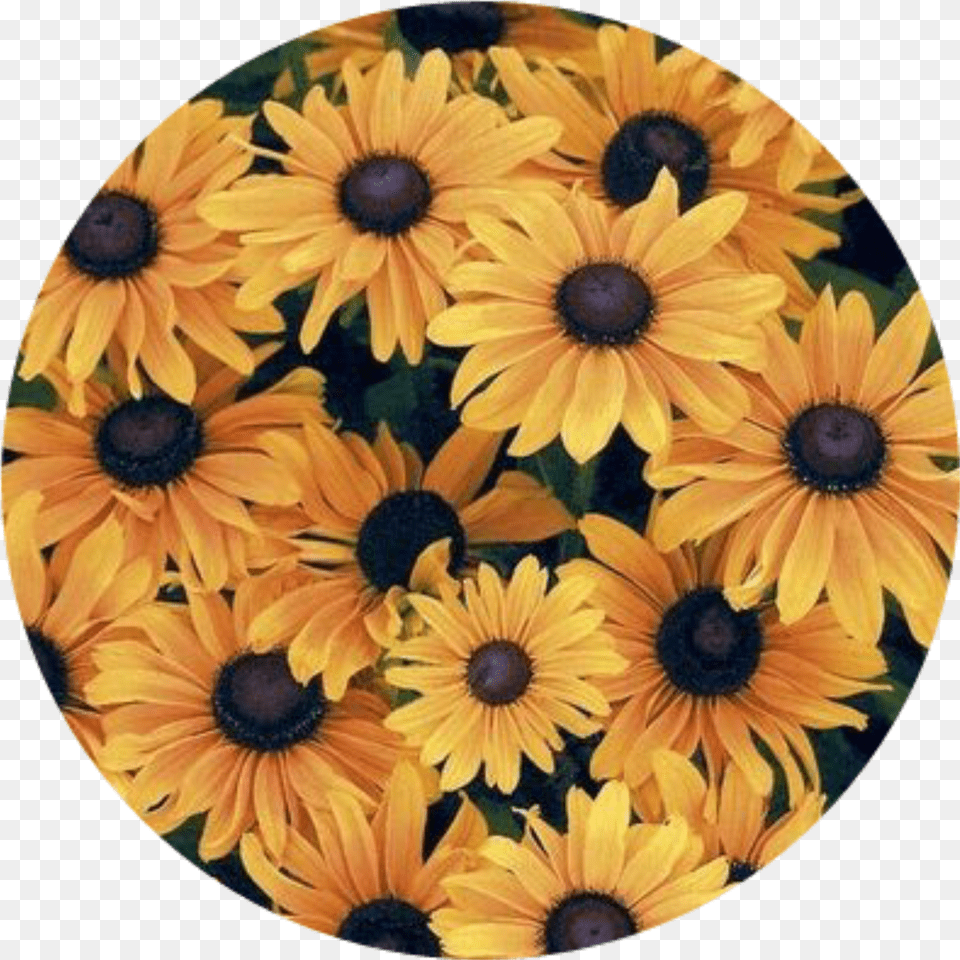 Sunflower Sticker By U2022 Green And Yellow Flower Logo Png