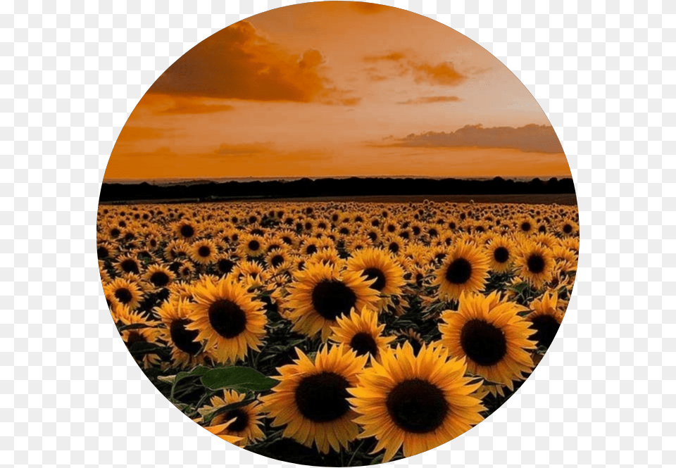 Sunflower Sticker Sunflower Field Aesthetic, Flower, Photography, Plant, Nature Free Transparent Png