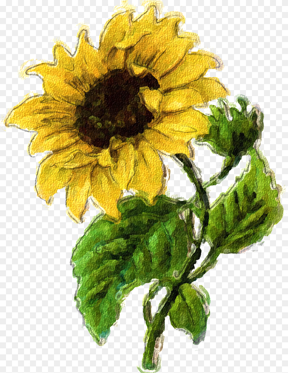 Sunflower Summer Flower Fall On Pixabay Vintage Clipart Sunflower, Plant Free Transparent Png