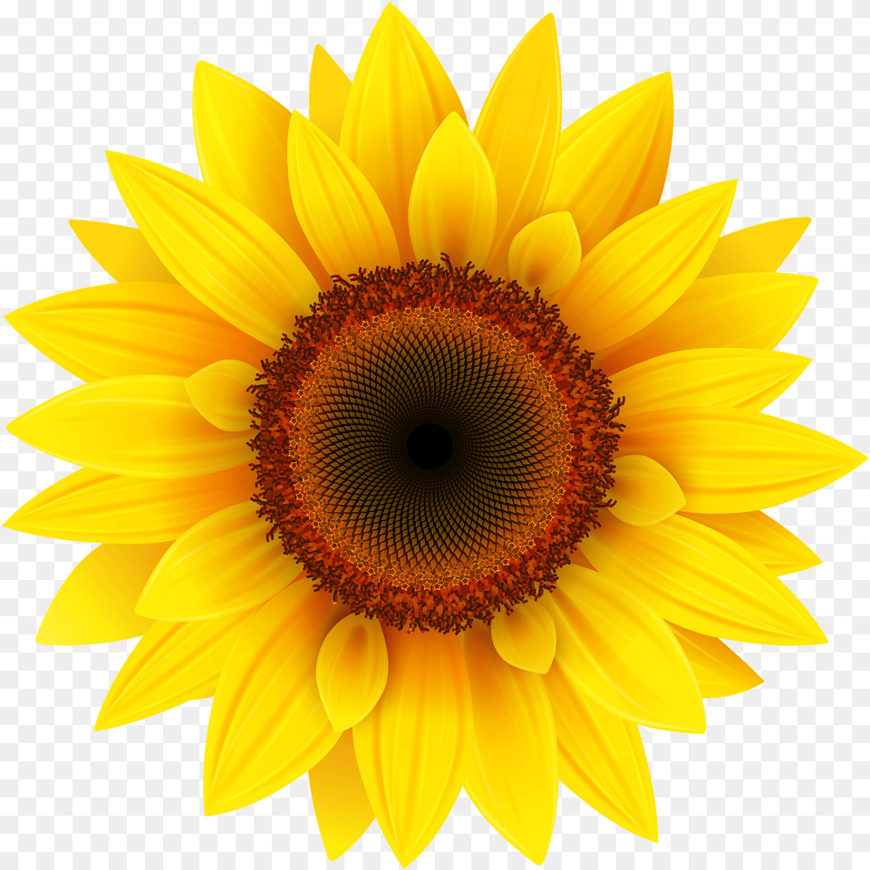 Sunflower Sunflower, Flower, Plant Free Png