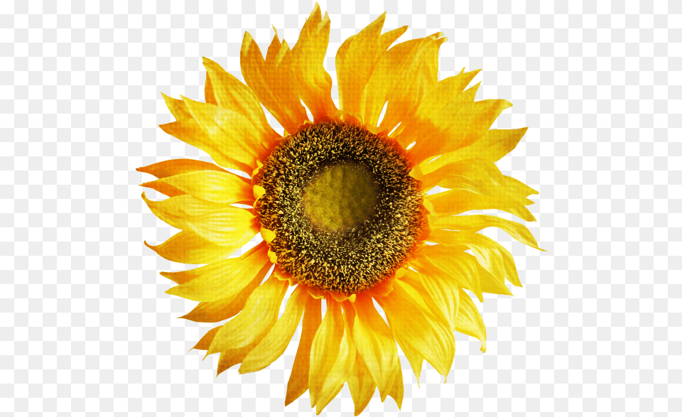 Sunflower Sunflower Clip Art, Flower, Plant Free Transparent Png