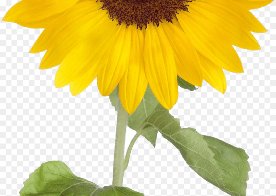 Sunflower Sunflower Clip Art Clipart Images Sunflower, Flower, Plant Free Transparent Png