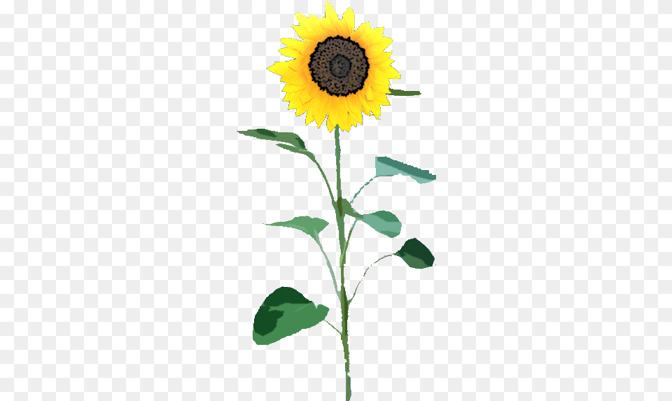 Sunflower Sunflower File, Flower, Plant, Person Png