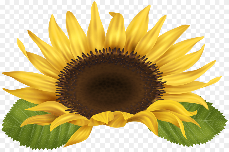 Sunflower Sunflower Images Clip Art Png
