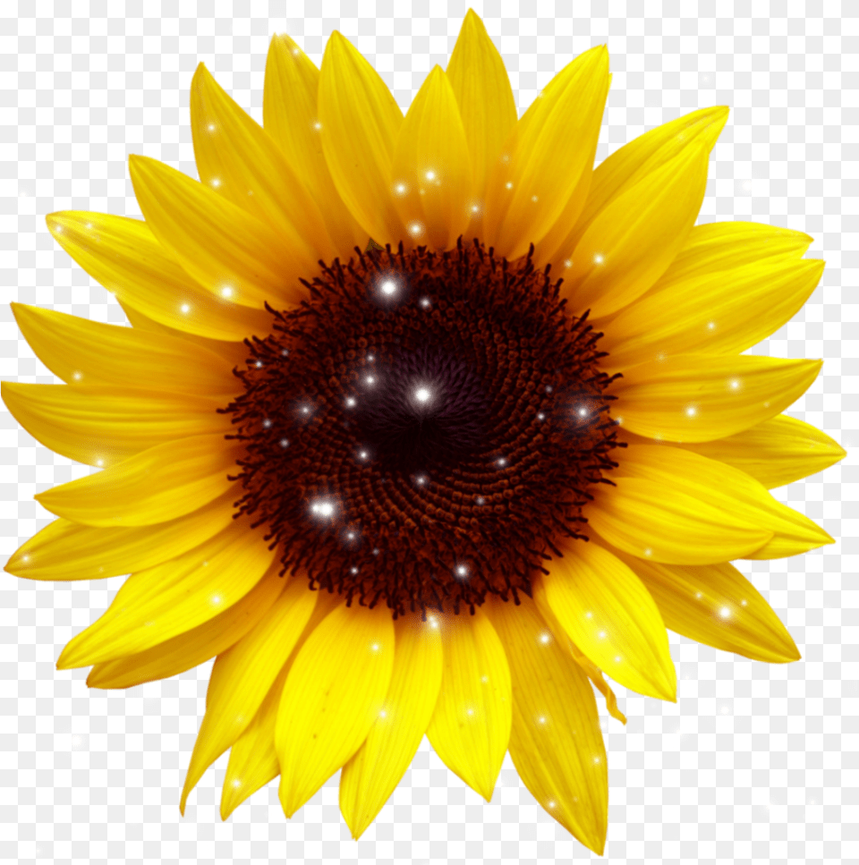 Sunflower Sunflower Transparent Background, Flower, Plant Free Png