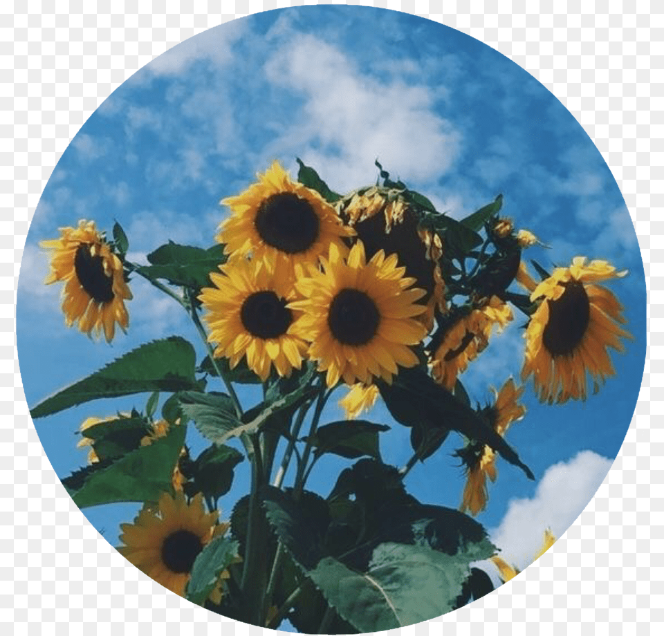 Sunflower Sunflowers Circle Icon Aesthetic Profile Pics Sunflower, Plant, Flower, Photography, Petal Png