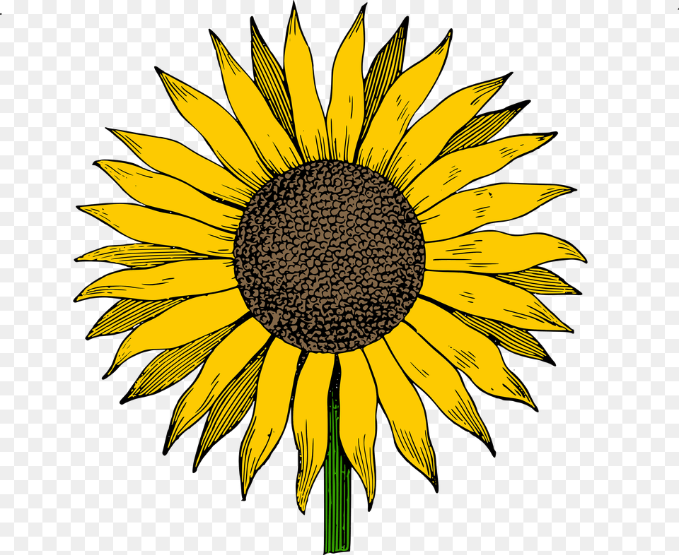 Sunflower Sunflowers Clipart Clip Art On Transparent Sunflower Clipart, Flower, Plant Free Png Download