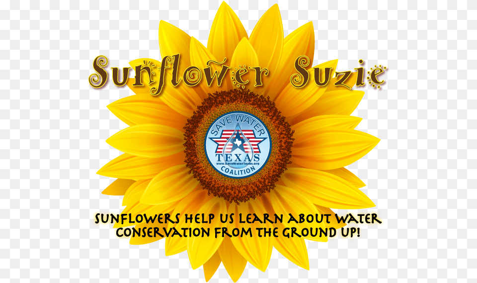 Sunflower Suzie Vetor Girassol Desenho, Flower, Plant Free Png