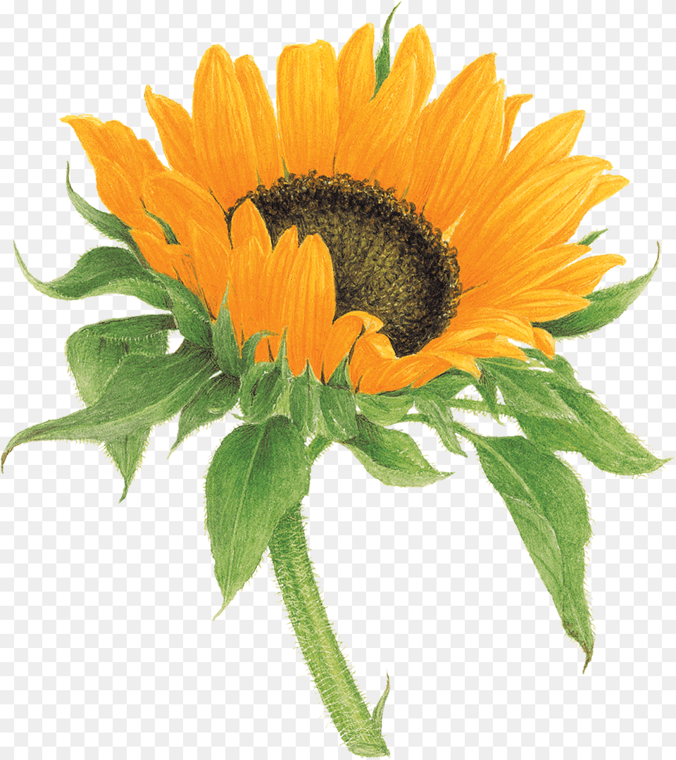 Sunflower Tattly, Flower, Plant Free Png Download