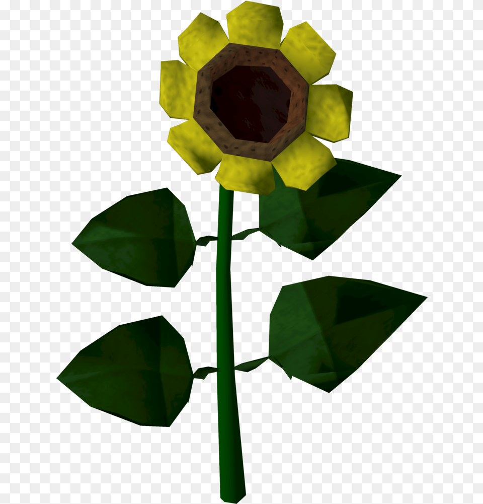 Sunflower The Runescape Wiki Runescape Flower, Leaf, Plant, Petal, Cross Free Png Download