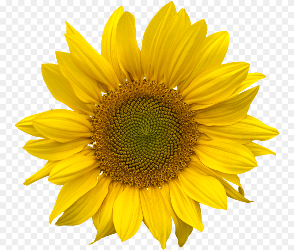 Sunflower Transparent 2 Transparent Clear Background Sunflower, Flower, Plant Png Image