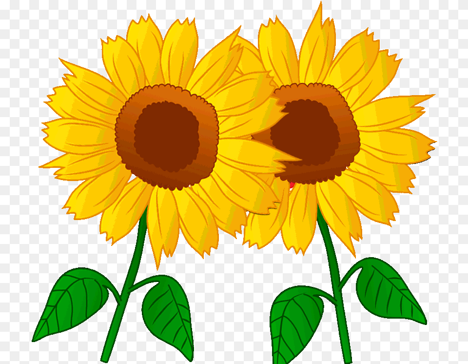 Sunflower Transparent Animated Sunflower, Flower, Plant, Daisy Free Png Download