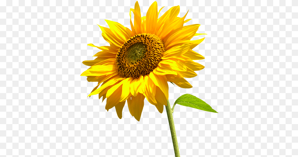 Sunflower Transparent Background Sun Flower In, Plant Free Png
