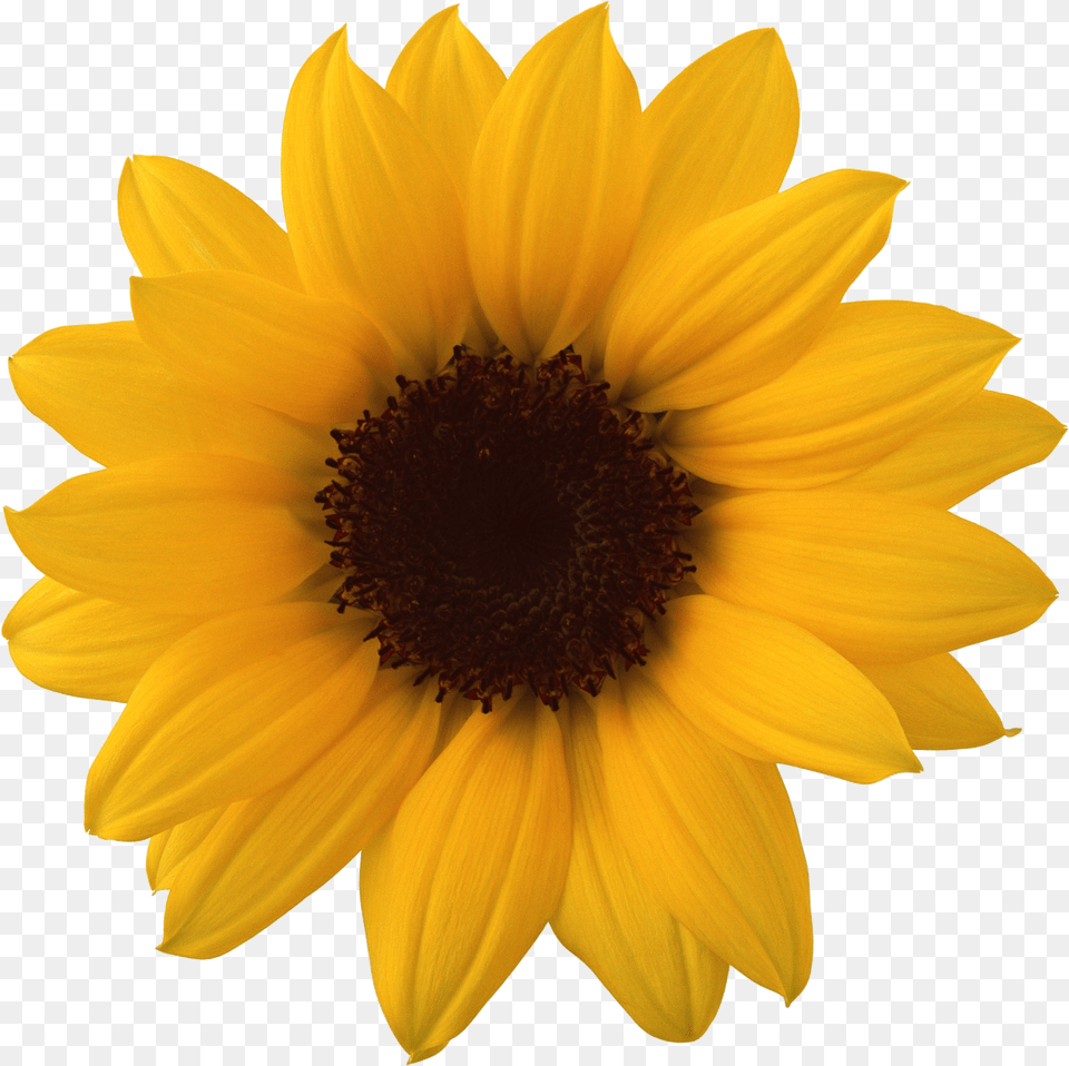 Sunflower Transparent Background Sunflower Free Png Download