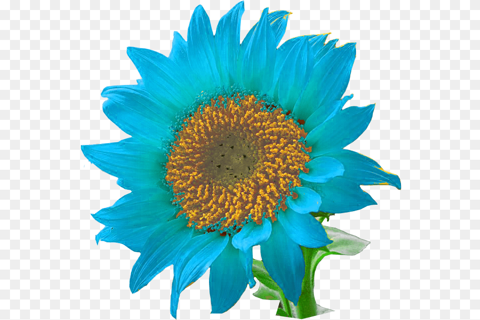 Sunflower Transparent Blue Sunflowers, Flower, Plant, Daisy, Anther Png
