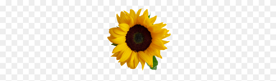 Sunflower Transparent Image, Flower, Plant Free Png