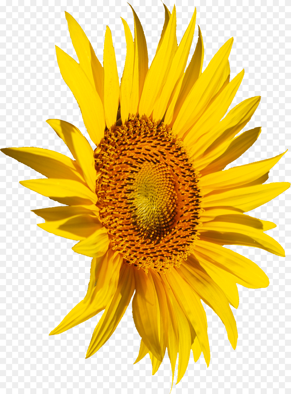 Sunflower Transparent Onlygfxcom Portable Network Graphics, Flower, Plant Free Png