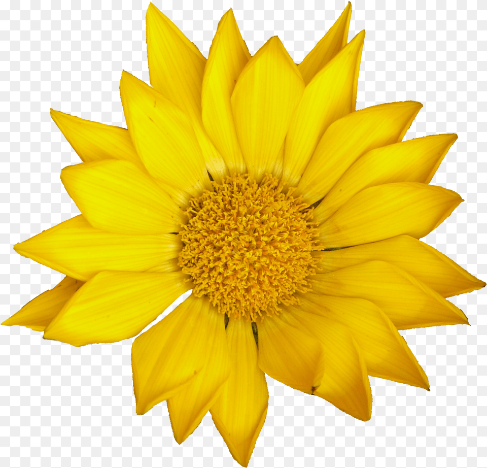 Sunflower Onlygfxcom Sun Flower, Daisy, Plant, Petal, Treasure Flower Free Transparent Png