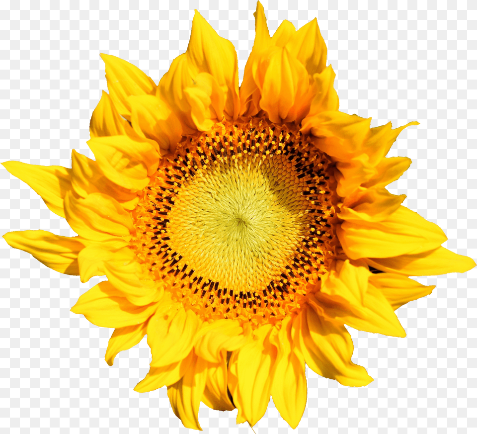 Sunflower Transparent Onlygfxcom Sunflower, Flower, Plant Free Png Download