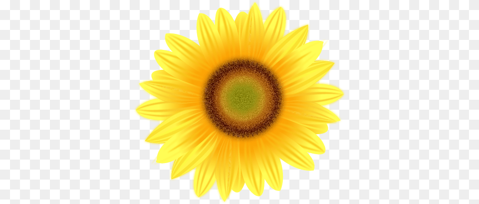 Sunflower Transparent Pictures, Flower, Plant, Daisy Png Image