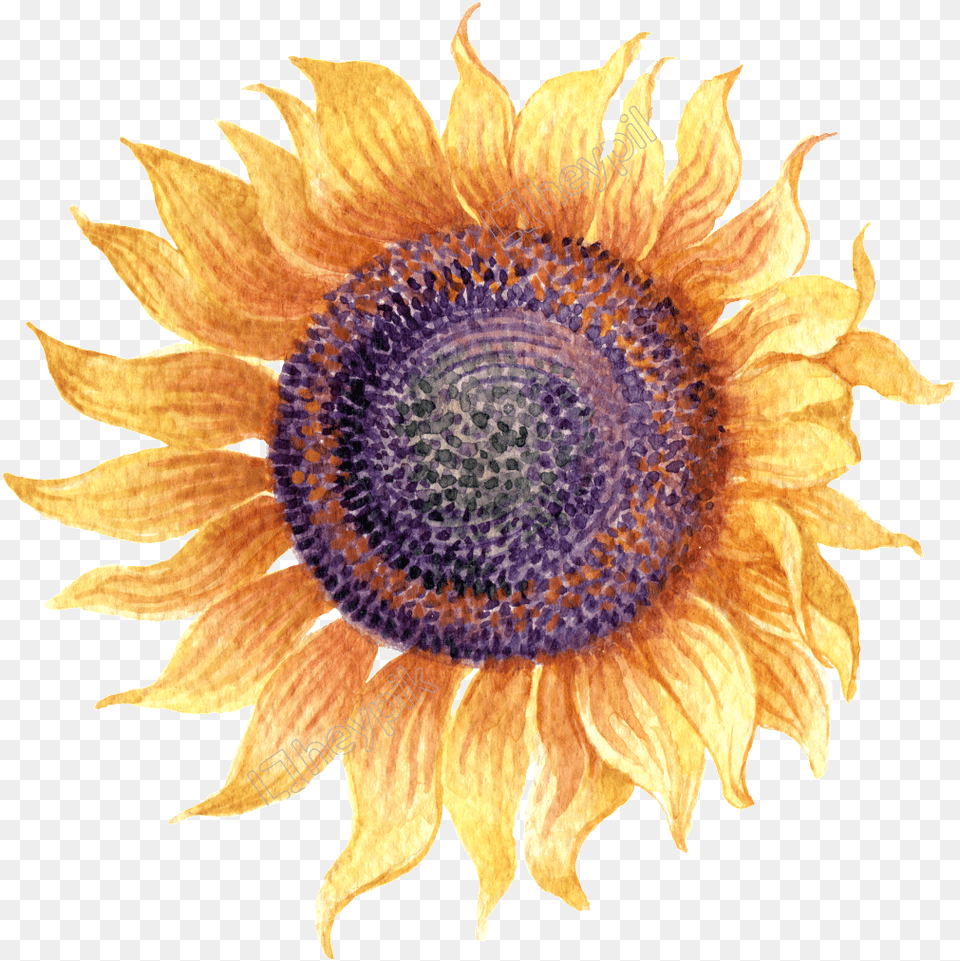 Sunflower Simple Watercolor Sunflower Watercolor No Background, Flower, Plant Free Transparent Png