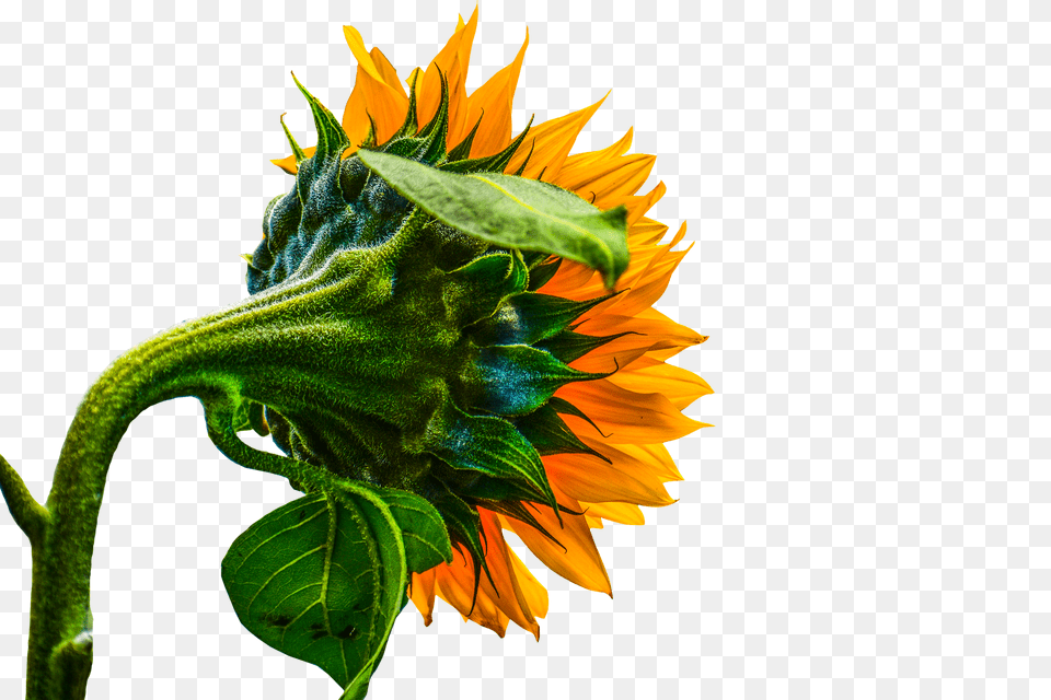 Sunflower Summer Flores De Girasol Fondo Negro, Flower, Plant, Petal Free Transparent Png