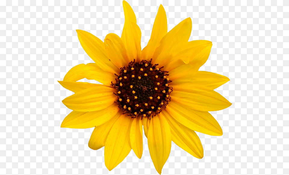 Sunflower Background Sunflower Flower, Plant, Daisy Free Transparent Png
