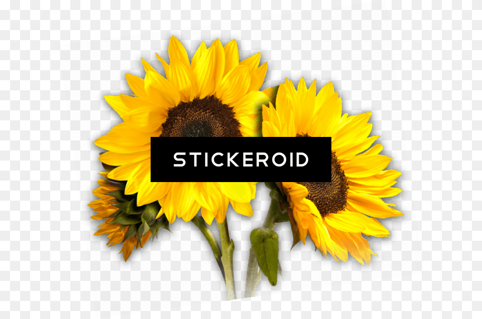 Sunflower Trio, Flower, Plant Free Png Download