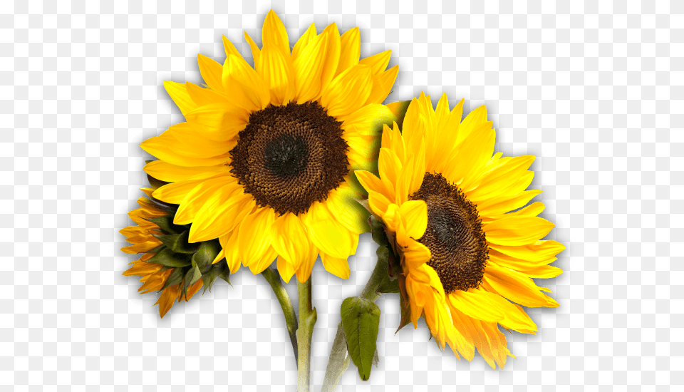 Sunflower Trio, Flower, Plant Png Image