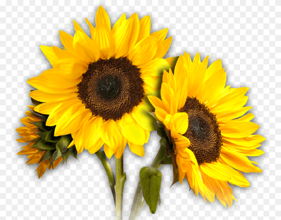 Sunflower Trio Background Sunflower, Flower, Plant Free Transparent Png